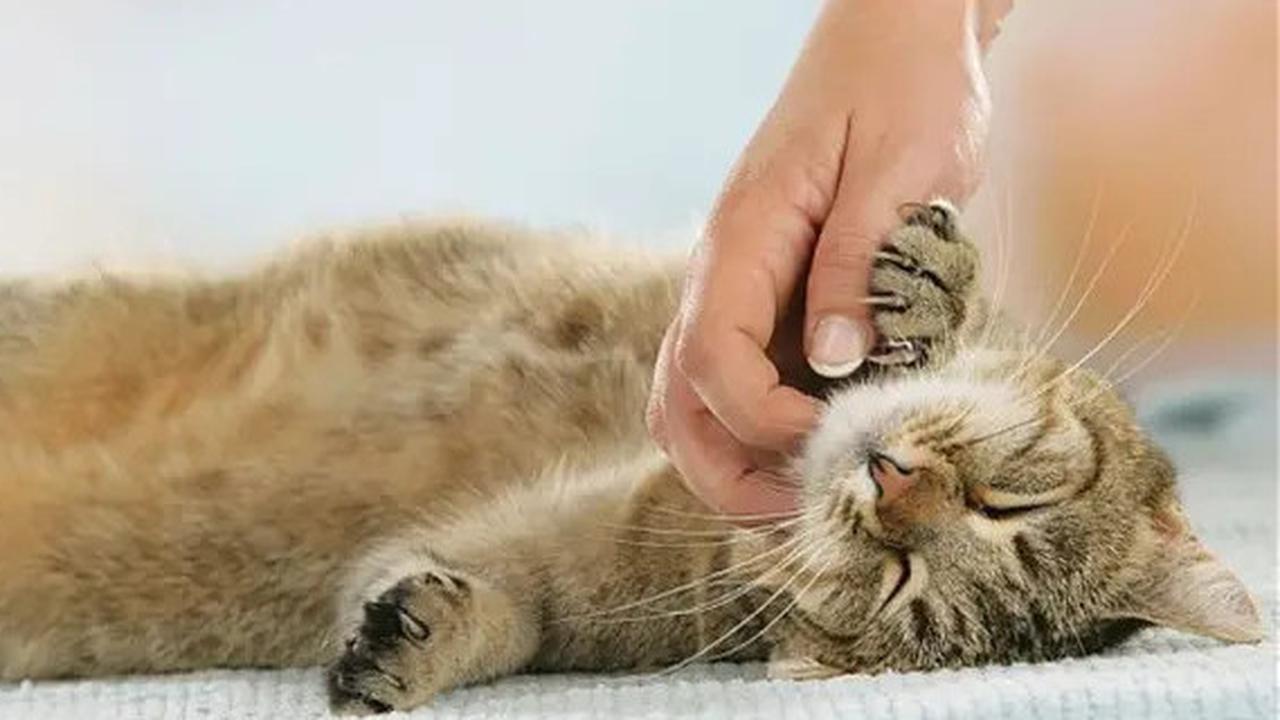 Cara Mengobati Kucing Mencret Secara Alami: Panduan Lengkap untuk Pemilik Kucing
