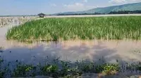 Ratusan lahan persawahan di Situbondo terendam banjir (Istimewa)