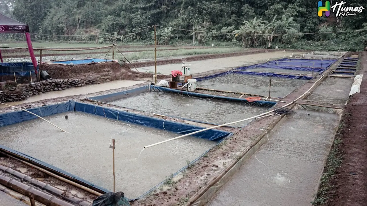Deretan kolam ikan Koi, milik Kelompok Budidaya Ikan (Pokdakan) ikan koi, Kecamatan Cipaku, Kabupaten Ciamis, Jawa Barat.