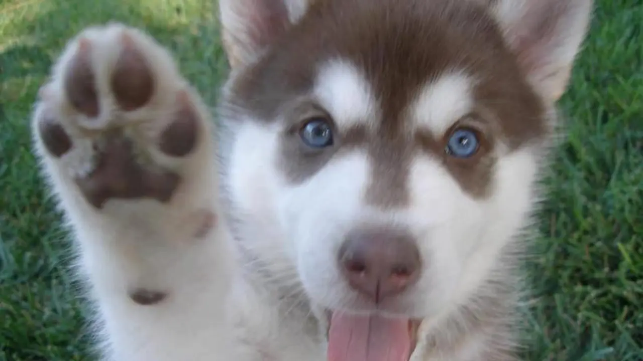 [Bintang] Para Anak Anjing yang Imut Ini Berikan Asupan Semangat Untukmu