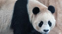 Jing Jing berjenis kelamin jantan dan berusia empat tahun serta memiliki bobot mencapai 120 kilogram dan telah berganti nama Arab menjadi Suhail. (AP Photo, Lujain Jo)