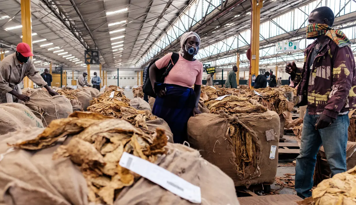 Seorang petani tembakau berdiri di samping bal hasil panennya selama pembukaan resmi musim penjualan tembakau di Lantai Penjualan Tembakau, Harare, Zimbabwe, 7 April 2021. Musim penjualan tembakau tahun ini dihadiri sedikit petani karena pembatasan COVID-19. (Jekesai NJIKIZANA/AFP)