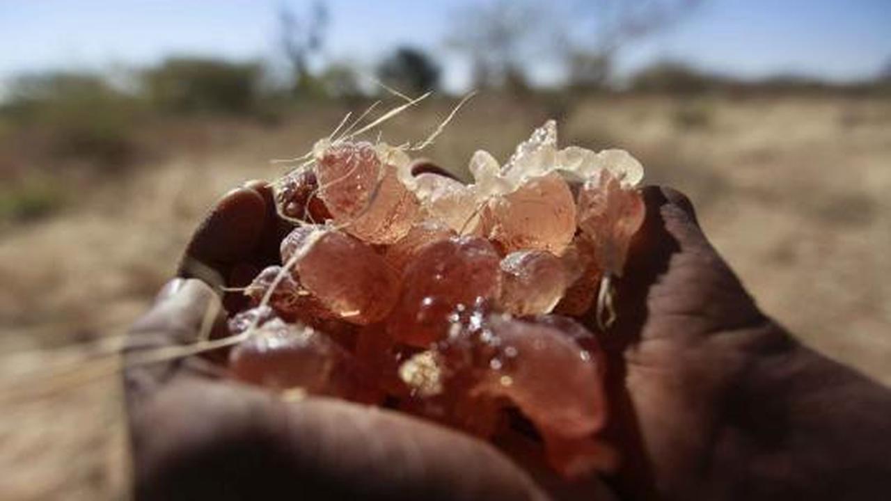 Manisnya permen karet alam 'Gum Arabic' dari pohon akasia