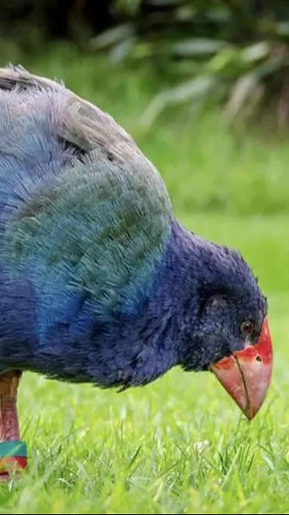7. Burung Takahe<br>
