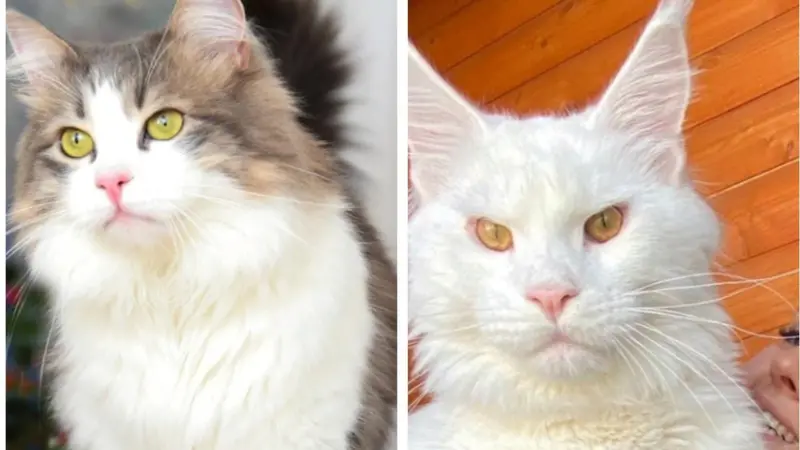 Berat Capai 8 Hingga 20 Kg, Ini Potret Ras Kucing Terbesar di Dunia