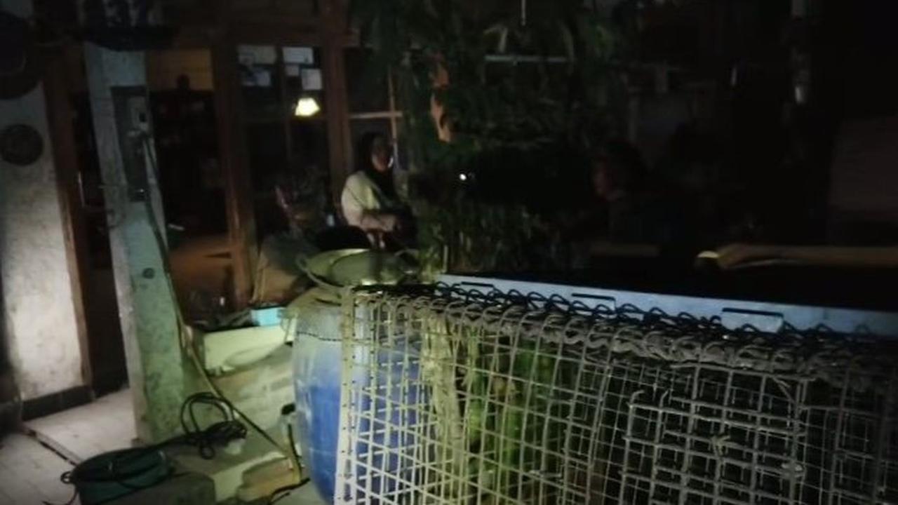 Kotor dan Penuh Semak