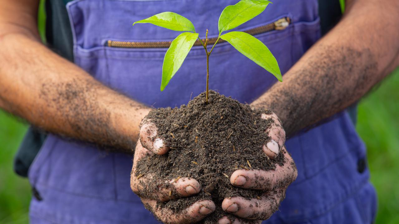 Ilustrasi menanam pohon.