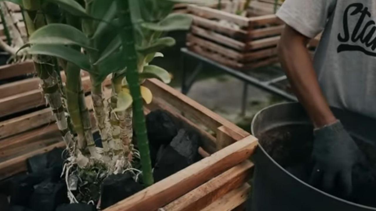 "Saya dapat gaji dari catering Rp 25 ribu, saya belikan bibit botolan," kata Dede dalam wawancara pada Channel Youtube Pecah telur, Kamis(23/11).