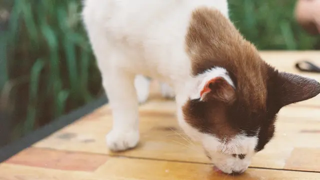 Ilustrasi Kucing Makan