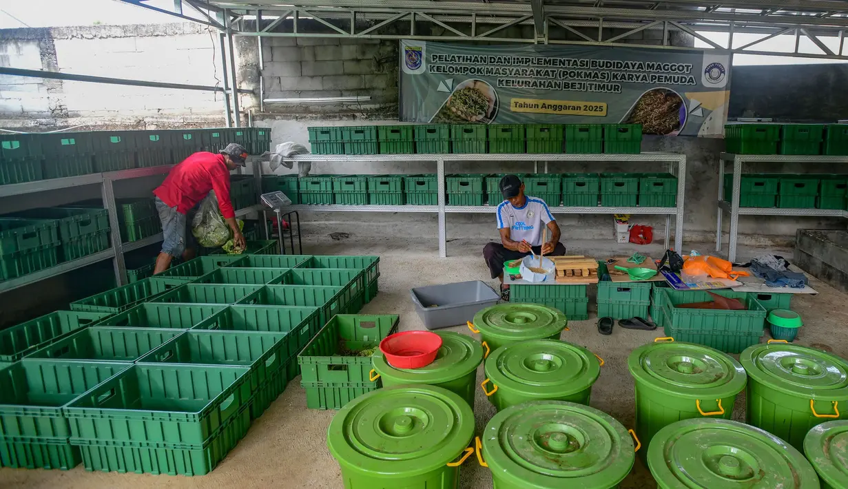 Kegiatan budidaya maggot yang dikelola warga korban Pemutusan Hubungan Kerja (PHK) ini dengan mengumpulkan sampah organik di wilayah Kelurahan Beji Timur yang kemudian diolah sebagai pakan maggot. (Merdeka.com/Arie Basuki)