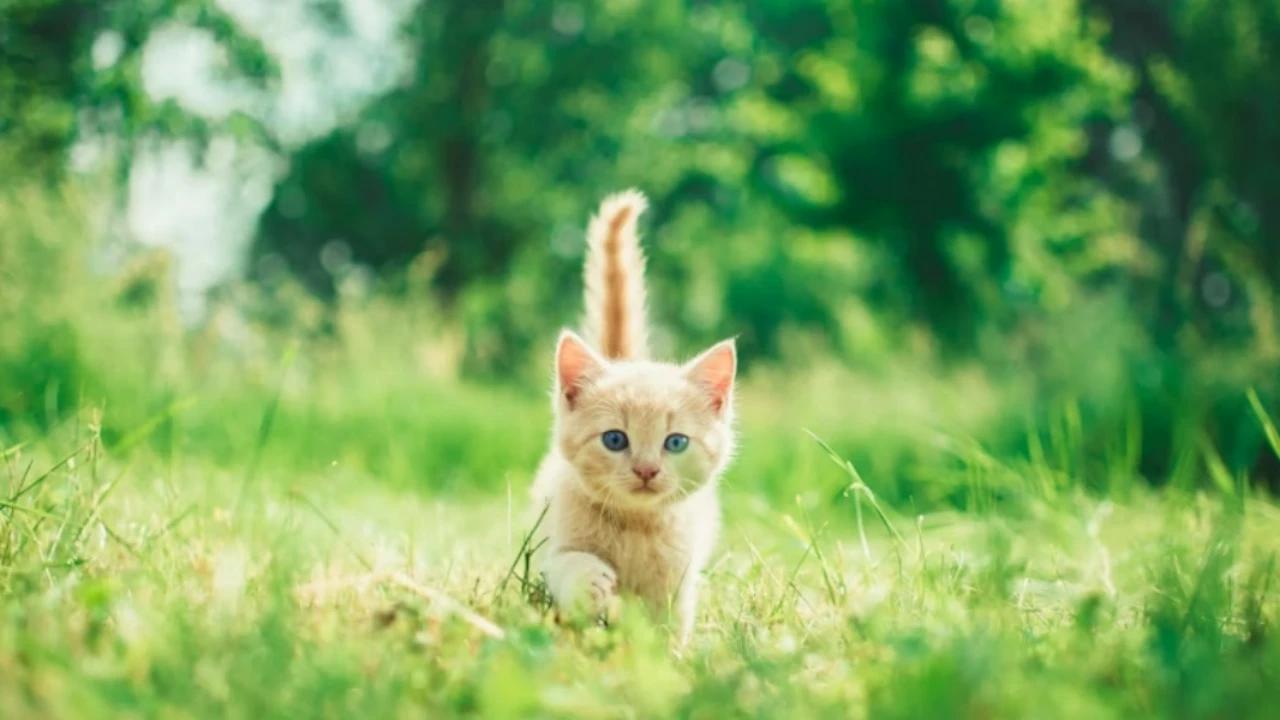 11 Tips Mengusir Anak Kucing Tanpa Menyakiti, Solusi Bijak dan Aman