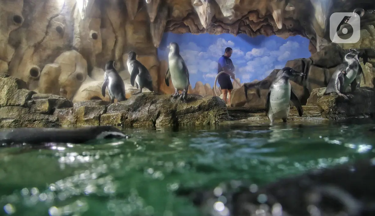 Sejumlah bayi penguin di Ocean Dream Samudra, Ancol, Jakarta Utara, Senin (13/3/2023). Sebanyak 5 bayi penguin Humbolt menetas di dalam habitat oleh lembaga konservasi Taman Impian Jaya Ancol setelah kedatangan pertama kalinya tahun 2019 dari total 15 penguin yang berada disana. (merdeka.com/Iqbal S Nugroho)