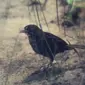 Satu dari burung pipit pantai abu-abu seperti terlihat dalam foto tahun 1981 ini di Santa Fe Community College di Gainesville, Florida. Penyemprotan pestisida DDT sejak tahun 1940-an berperan dalam musnahnya spesies ini. Foto oleh: Nathan Benn/Corbis
