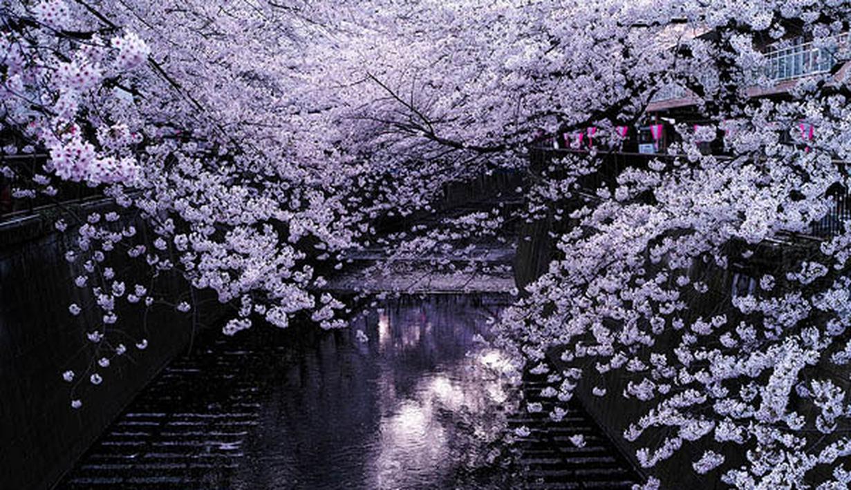 12 Foto Bunga Sakura Paling Cantik dan Romantis di Jepang - Fashion