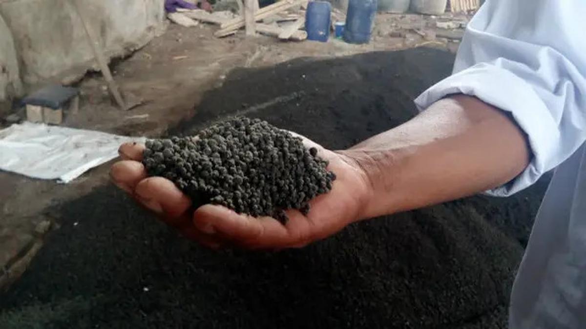 Cara Menanam Daun Kemangi yang Rimbun dan Subur di Rumah