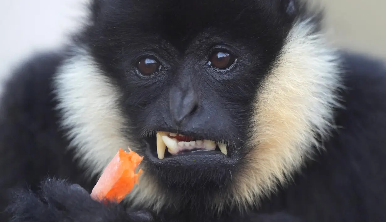 Dari hewan-hewan kecil tak bertulang belakang sampai mamalia lebih besar, makhluk-makhluk semua ukuran dihitung setiap tahun di kebun binatang di pusat ibu kota Inggris itu. (AP Photo/Kirsty Wigglesworth)