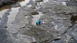 Ilmuwan meneliti jejak kaki dinosaurus yang berasal dari 170 juta tahun di Isle of Skye, Skotlandia, Senin (2/4). Sebagian besar puluhan jejak itu dibuat oleh kerabat tua dari T Rex yang berukuran hingga 1,8 meter (HANDOUT/THE UNIVERSITY OF EDINBURGH/AFP)