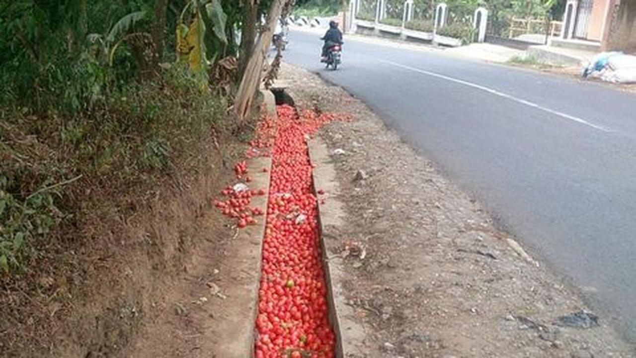 Kesal dihargai Rp 200 per kg, petani Garut buang tomatnya di jalan