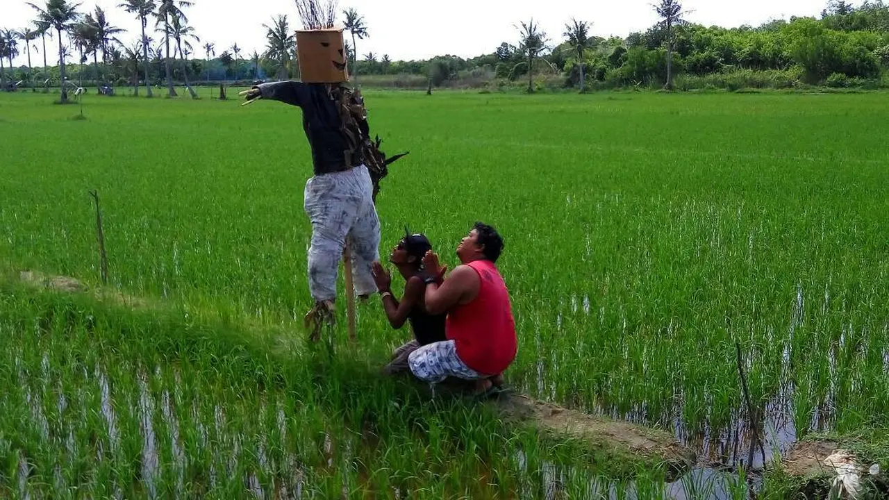 manusia jerami