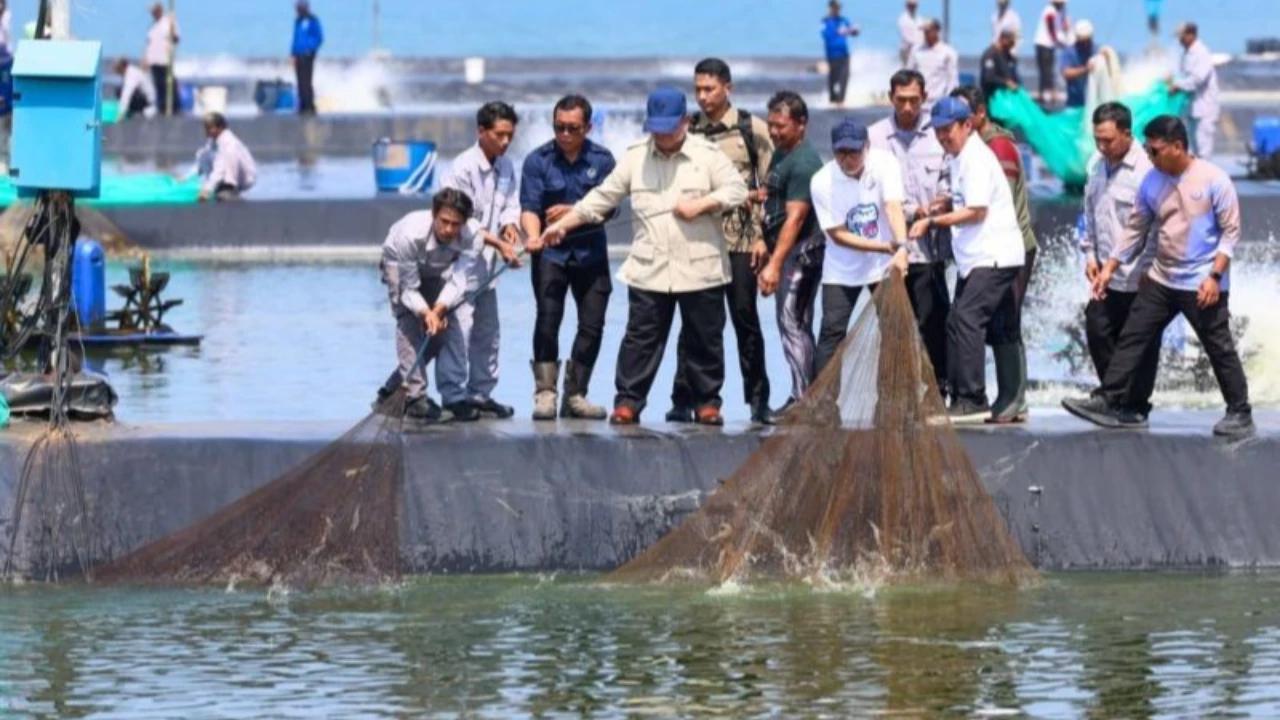 Momen Unik Presiden Prabowo, Ikut Tarik Jaring saat Panen Raya Udang di Kebumen
