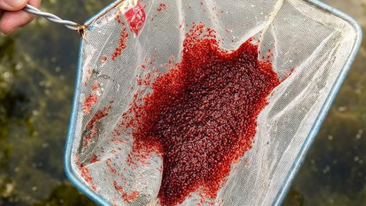 Budidaya Kutu Air di Galon Bekas, Cara Mudah Memproduksi Pakan Alami Ikan dengan Biaya Murah