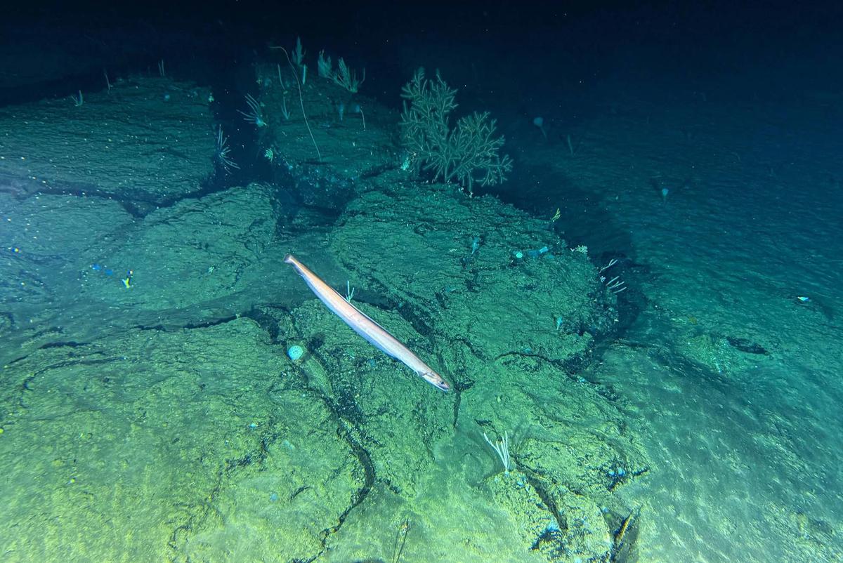 FOTO: Berburu Kehidupan Laut Dalam Sulawesi dengan Kapal Selam
