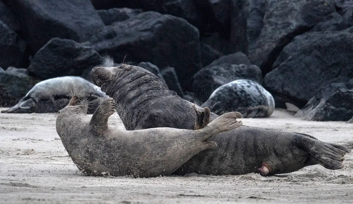 Tingkah sepasang anjing laut abu-abu usai melakukan kawin di pantai Pulau Helgoland, Jerman, 5 Januari 2020. Setelah tiga minggu menyusui, induk anjing laut abu-abu akan membiarkan anaknya mengurus diri mereka sendiri. (John MACDOUGALL/AFP)