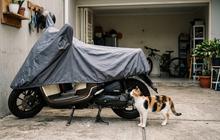 6 Cara Mencegah Kucing Naik ke Jok Motor Tanpa Menyakitinya, Mudah dan Praktis