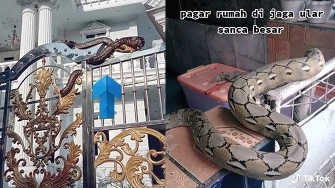 6 Potret Ular Ada di Pagar Rumah Ini Bikin Syok, Dikira Patung