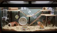 Cara Membersihkan Kandang Hamster agar Tidak Bau dan Stres
