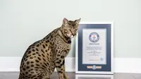 Kucing tertinggi di dunia (MLive.com)