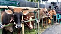 IIustrasi pasar hewan ternak sapi di Kabupaten Lumajang (Istimewa)