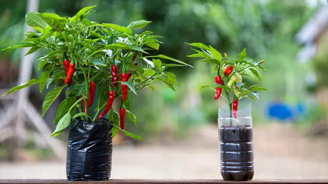 Perbedaan Menanam Cabai di Botol Plastik dan Polybag (Foto: Reve Art AI)