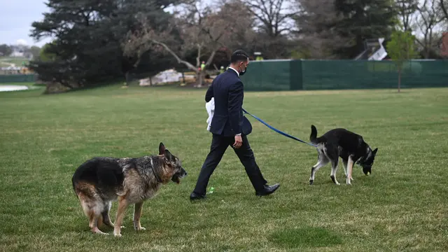 Major, Anjing Milik Joe Biden