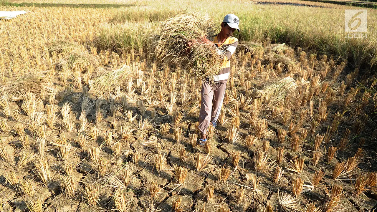 Gagal Panen, Petani Tegal Bisa Klaim Asuransi Hingga Rp 6 Juta
