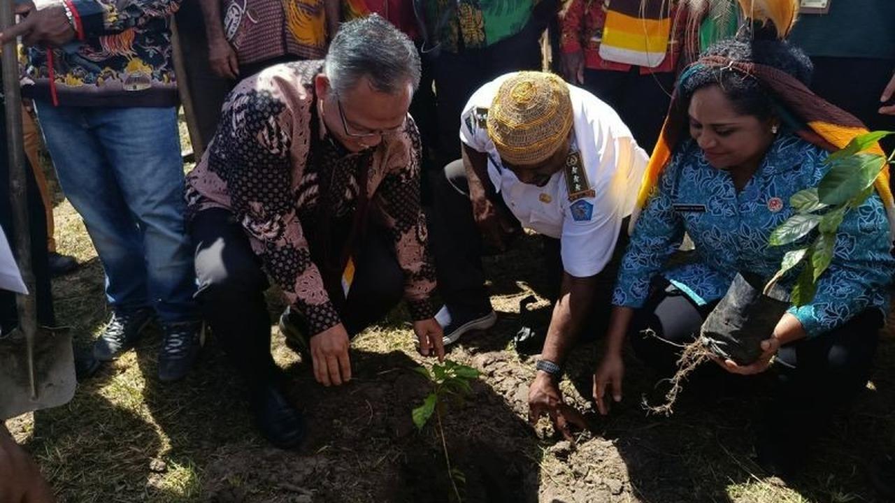 Kementerian UMKM Dorong Pengembangan UMKM Kopi Jayawijaya di Papua Pegunungan