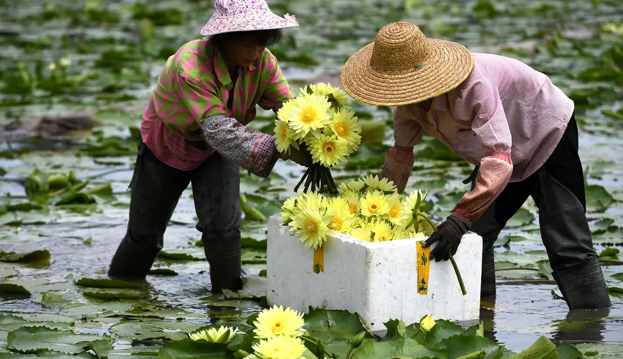 Penduduk desa memanen bunga teratai di Desa Xiatao di Shibeiping, Kota Liuzhou, Daerah Otonom Etnis Zhuang Guangxi, China selatan, pada 5 Agustus 2020. Dalam beberapa tahun terakhir, produksi teh bunga teratai menjadi cara baru bagi penduduk setempat untuk meningkatkan pendapatan. (Xinhua/Li Hanchi)