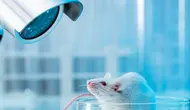5 Cara Membuat Perangkap Tikus tanpa Racun, Praktis dengan Bahan Sederhana