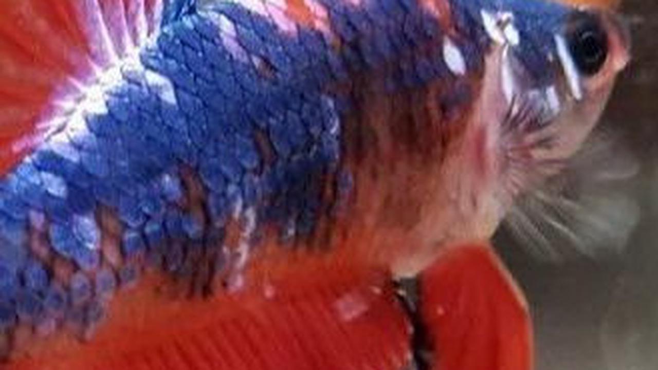 2. Ikan Cupang Plakat
