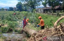 BPBD Cianjur Catat Puluhan Pohon Tumbang Akibat Cuaca Ekstrem, Jalur Utama Sempat Terhambat