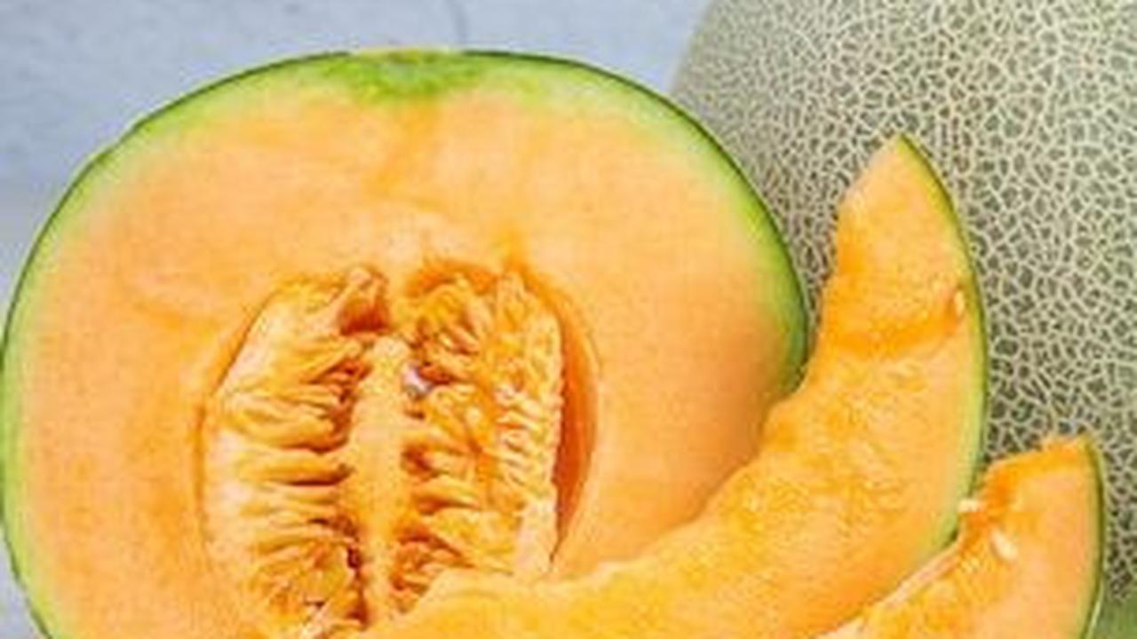 Mengunjungi Kebun Melon Organik di Bojonegoro, Gratis Makan Buah Sepuasnya