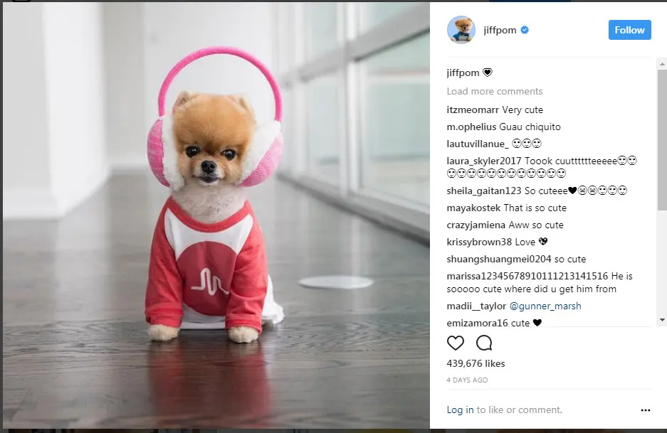 Akun Instagram Jiffpom, binatang dengan follower paling banyak di Instagram (Foto: Instagram @jiffpom)