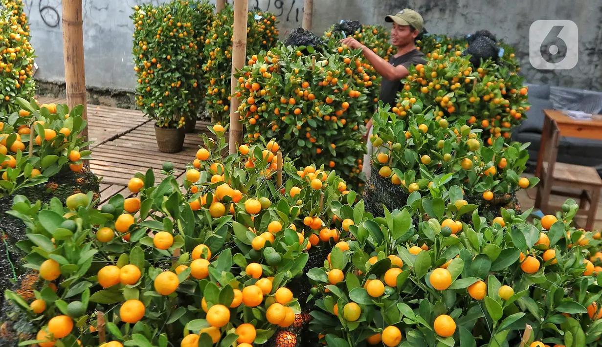 Pekerja beraktivitas di antara pohon jeruk Kimkit yang dijual di Meruya, Jakarta Barat, Kamis (12/1/2023). Banyak pembeli membeli tanaman buah jeruk tersebut untuk dikirim kepada kerabat dan juga sebagai hiasan imlek. (Liputan6.com/Angga Yuniar)