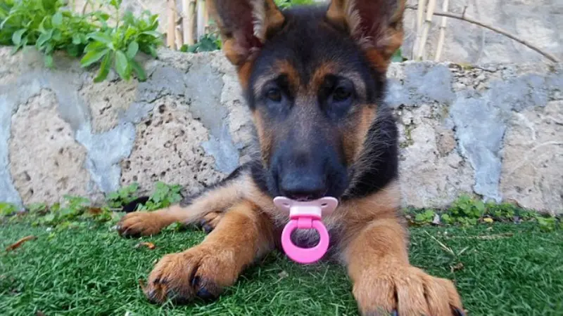 Anak Anjing Mengira Ia Bayi Manusia