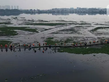 Pemandangan udara ketika puluhan petugas dari Unit Penanganan Sampah (UPS) Badan Air Dinas Lingkungan Hidup DKI Jakarta mengangkat tanaman eceng gondok di area Waduk Pluit, Jakarta Utara, Kamis (8/8/2024). (Liputan6.com/Herman Zakharia)