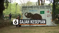 THUMBNAIL gajah
