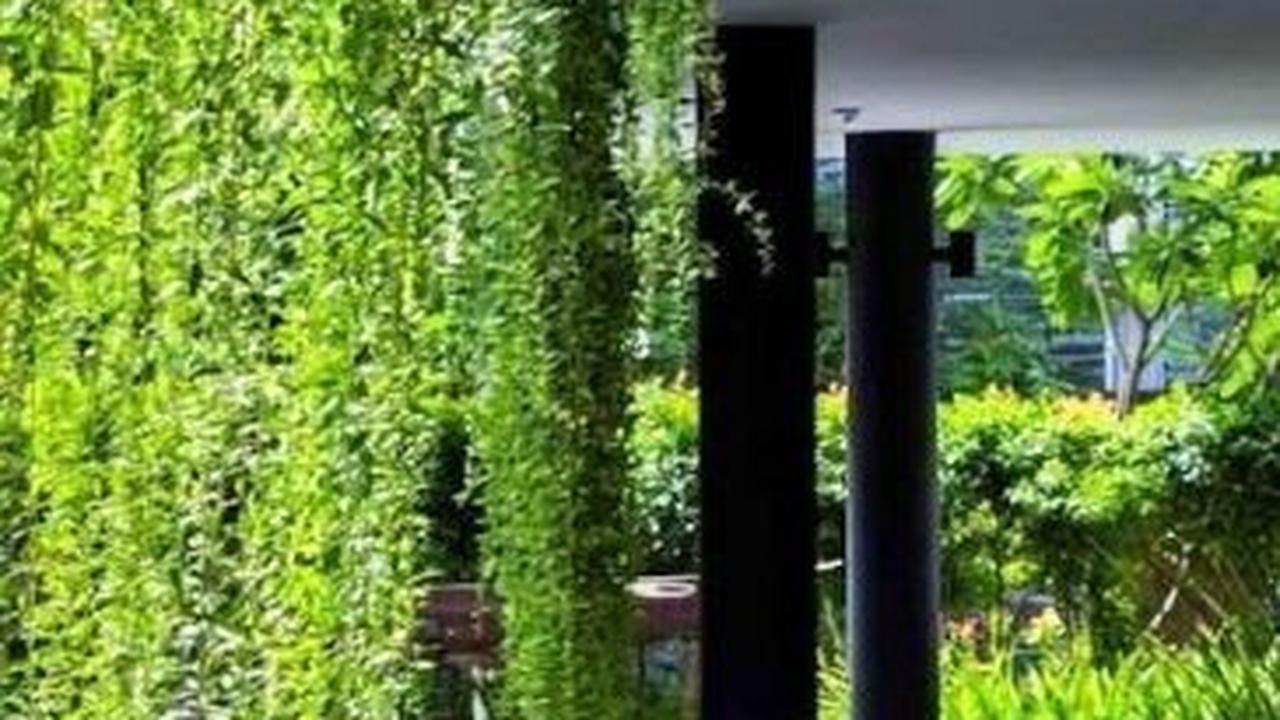 Rumah Modern Tropis dengan Tanaman Rambat