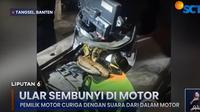 Ular sanca bersembunyi di motor warga Tangsel