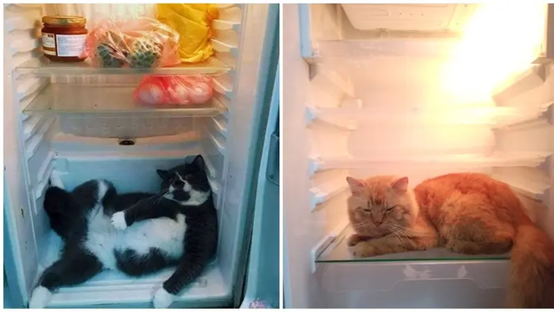 6 Potret Kucing di Dalam Kulkas Ini Bikin Geleng Kepala, Bak Main Petak Umpet