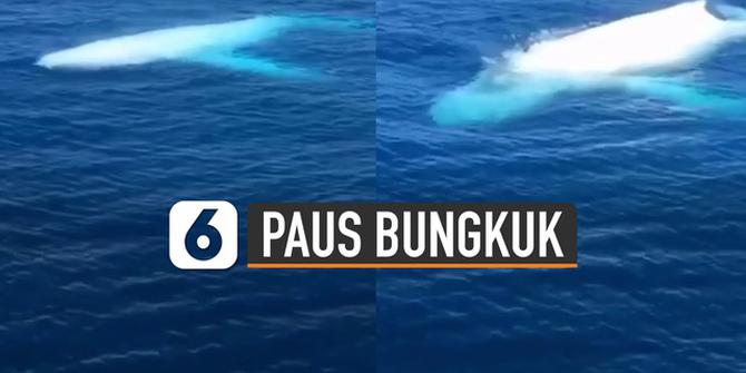 VIDEO: Menakjubkan, Penampakan Paus Bungkuk Putih Di Laut